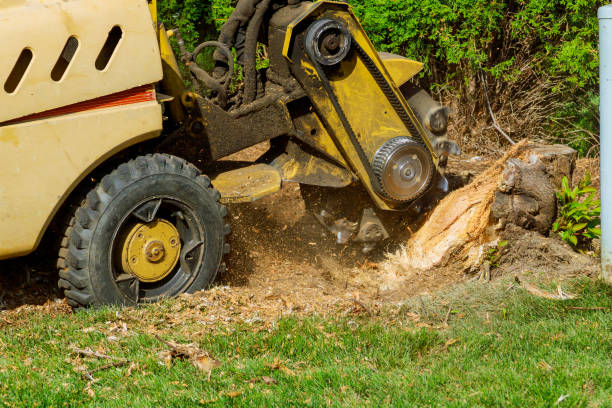 Best Tree Care Services  in Golden Grove, SC